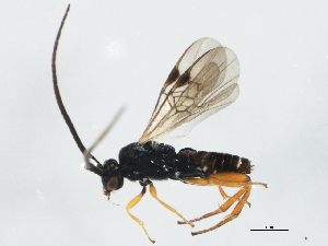  ( - 10PROBE-29117)  @14 [ ] CreativeCommons - Attribution (2011) CBG Photography Group Centre for Biodiversity Genomics