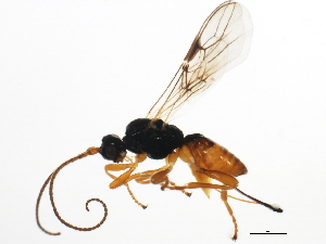  (Phaenocarpa 1MJS - 10PROBE-29245)  @14 [ ] CreativeCommons - Attribution (2011) CBG Photography Group Centre for Biodiversity Genomics