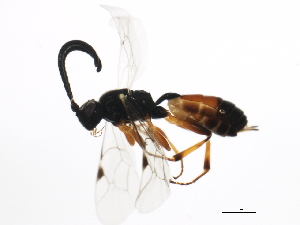  ( - 10PROBE-29374)  @13 [ ] CreativeCommons - Attribution (2011) CBG Photography Group Centre for Biodiversity Genomics