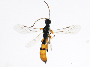  ( - 10PROBE-29426)  @12 [ ] CreativeCommons - Attribution (2011) CBG Photography Group Centre for Biodiversity Genomics
