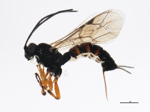  ( - BIOUG00763-A01)  @12 [ ] CreativeCommons - Attribution (2011) CBG Photography Group Centre for Biodiversity Genomics