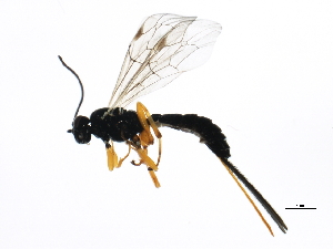  ( - BIOUG00777-D06)  @13 [ ] CreativeCommons - Attribution (2011) CBG Photography Group Centre for Biodiversity Genomics