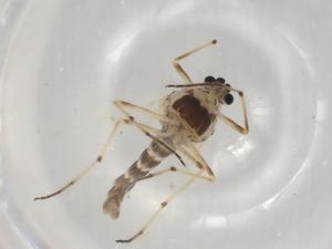  ( - BIOUG98360-F10)  @11 [ ] CreativeCommons - Attribution (2023) Centre for Biodiversity Genomics Centre for Biodiversity Genomics