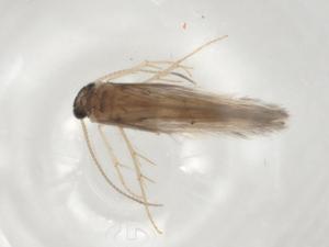  ( - BIOUG98367-G01)  @11 [ ] CreativeCommons - Attribution (2023) Centre for Biodiversity Genomics Centre for Biodiversity Genomics