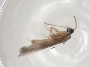  ( - BIOUG98367-H02)  @11 [ ] CreativeCommons - Attribution (2023) Centre for Biodiversity Genomics Centre for Biodiversity Genomics