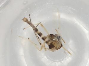  ( - BIOUG98372-D07)  @11 [ ] CreativeCommons - Attribution (2023) Centre for Biodiversity Genomics Centre for Biodiversity Genomics