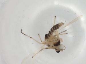  ( - BIOUG98373-B06)  @11 [ ] CreativeCommons - Attribution (2023) Centre for Biodiversity Genomics Centre for Biodiversity Genomics