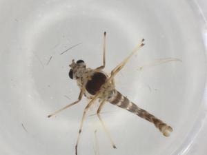  ( - BIOUG98374-D08)  @11 [ ] CreativeCommons - Attribution (2023) Centre for Biodiversity Genomics Centre for Biodiversity Genomics