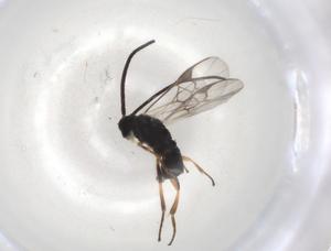  ( - BIOUG98383-D05)  @11 [ ] CreativeCommons - Attribution (2023) Centre for Biodiversity Genomics Centre for Biodiversity Genomics