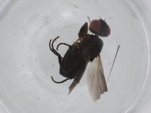  ( - BIOUG99938-A02)  @11 [ ] CreativeCommons - Attribution (2023) Centre for Biodiversity Genomics Centre for Biodiversity Genomics