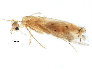  (Oecetis prolongata - BIOUG29838-E01)  @14 [ ] CreativeCommons - Attribution (2016) CBG Photography Group Centre for Biodiversity Genomics