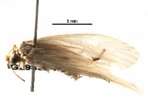  (Leptonema simulans - BIOUG29839-A09)  @14 [ ] CreativeCommons - Attribution (2016) CBG Photography Group Centre for Biodiversity Genomics