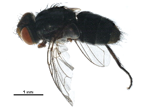  (Houghia Malaise0004 - BIOUG29798-H09)  @14 [ ] CreativeCommons - Attribution (2016) CBG Photography Group Centre for Biodiversity Genomics