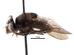  ( - BIOUG29811-H07)  @11 [ ] CreativeCommons - Attribution (2017) CBG Photography Group Centre for Biodiversity Genomics