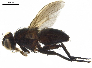  ( - BIOUG29892-A02)  @11 [ ] CreativeCommons - Attribution (2019) CBG Photography Group Centre for Biodiversity Genomics