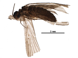  (Chimarra munozi - BIOUG29909-G03)  @13 [ ] CreativeCommons - Attribution (2016) CBG Photography Group Centre for Biodiversity Genomics