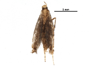  (Neurostrota Malaise8836 - BIOUG29871-A02)  @13 [ ] CreativeCommons - Attribution (2016) CBG Photography Group Centre for Biodiversity Genomics