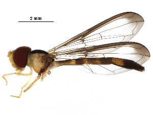  (Ocyptamus CR-26 - BIOUG29924-C10)  @14 [ ] CreativeCommons - Attribution (2017) CBG Photography Group Centre for Biodiversity Genomics