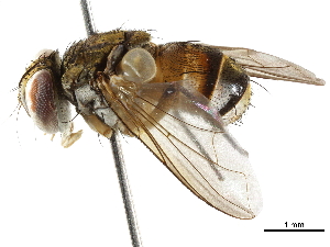  ( - BIOUG29869-E01)  @11 [ ] CreativeCommons - Attribution (2019) CBG Photography Group Centre for Biodiversity Genomics