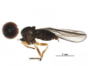  (Elmohardyia sp. CR8 - BIOUG29981-B10)  @12 [ ] CreativeCommons - Attribution (2016) CBG Photography Group Centre for Biodiversity Genomics
