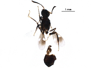  ( - BIOUG29963-C11)  @12 [ ] CreativeCommons - Attribution (2017) CBG Photography Group Centre for Biodiversity Genomics