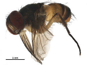  ( - BIOUG29962-F02)  @11 [ ] CreativeCommons - Attribution (2019) CBG Photography Group Centre for Biodiversity Genomics