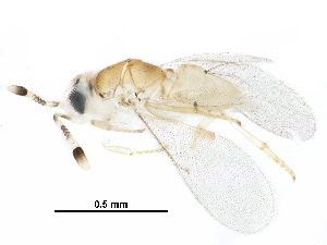  (encyrMalaise01 Malaise5736 - BIOUG30203-H11)  @13 [ ] CreativeCommons - Attribution (2016) CBG Photography Group Centre for Biodiversity Genomics