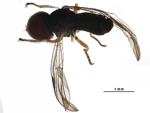  ( - BIOUG29870-G10)  @11 [ ] CreativeCommons - Attribution (2017) CBG Photography Group Centre for Biodiversity Genomics
