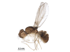 (Hirtodrosophila thoracis - BIOUG30287-C01)  @13 [ ] CreativeCommons - Attribution (2016) CBG Photography Group Centre for Biodiversity Genomics