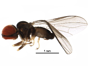  (Microcephalops sp. CR3 - BIOUG30183-G09)  @13 [ ] CreativeCommons - Attribution (2016) CBG Photography Group Centre for Biodiversity Genomics