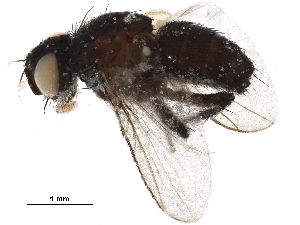  (Chaetostigmoptera Malaise0066 - BIOUG30190-G01)  @14 [ ] CreativeCommons - Attribution (2019) CBG Photography Group Centre for Biodiversity Genomics