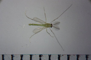  ( - NIESD0053)  @12 [ ] CreativeCommons - Attribution Non-Commercial Share-Alike (2015) Chironomid Group, NIES National Institute for Environmental Studies, Japan