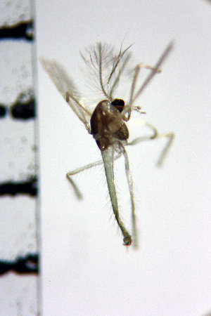  (Tanytarsus takahashii - NIESD0106)  @12 [ ] CreativeCommons - Attribution Non-Commercial Share-Alike (2015) Chironomid Group, NIES National Institute for Environmental Studies, Japan