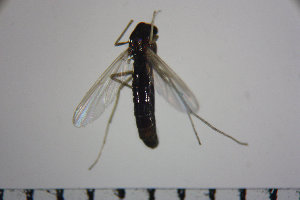  ( - NIESD0124)  @11 [ ] CreativeCommons - Attribution Non-Commercial Share-Alike (2015) Chironomid Group, NIES National Institute for Environmental Studies, Japan