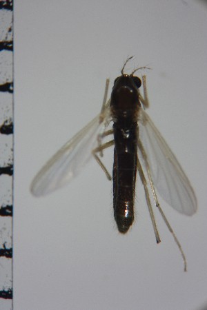  ( - NIESD0126)  @11 [ ] CreativeCommons - Attribution Non-Commercial Share-Alike (2015) Chironomid Group, NIES National Institute for Environmental Studies, Japan