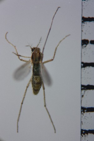 ( - NIESD0132)  @12 [ ] CreativeCommons - Attribution Non-Commercial Share-Alike (2015) Chironomid Group, NIES National Institute for Environmental Studies, Japan