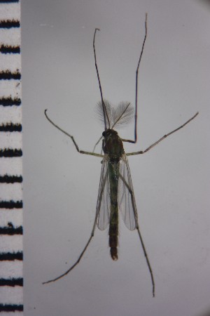  (Chironomus claggi - NIESD0171)  @14 [ ] CreativeCommons - Attribution Non-Commercial Share-Alike (2015) Chironomid Group, NIES National Institute for Environmental Studies, Japan