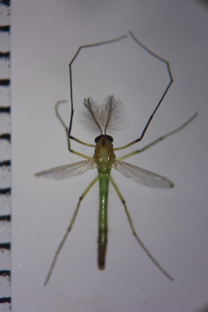  ( - NIESD0203)  @12 [ ] CreativeCommons - Attribution Non-Commercial Share-Alike (2015) Chironomid Group, NIES National Institute for Environmental Studies, Japan