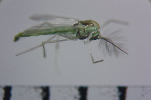  ( - NIESD0254)  @12 [ ] CreativeCommons - Attribution Non-Commercial Share-Alike (2015) Chironomid Group, NIES National Institute for Environmental Studies, Japan