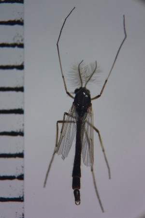  ( - NIESD0257)  @11 [ ] CreativeCommons - Attribution Non-Commercial Share-Alike (2015) Chironomid Group, NIES National Institute for Environmental Studies, Japan