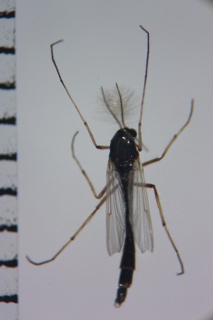  ( - NIESD0258)  @12 [ ] CreativeCommons - Attribution Non-Commercial Share-Alike (2015) Chironomid Group, NIES National Institute for Environmental Studies, Japan