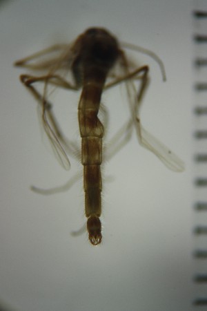  ( - NIESD0398)  @12 [ ] CreativeCommons - Attribution Non-Commercial Share-Alike (2015) Chironomid Group, NIES National Institute for Environmental Studies, Japan