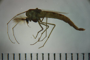 ( - NIESD0400)  @12 [ ] CreativeCommons - Attribution Non-Commercial Share-Alike (2015) Chironomid Group, NIES National Institute for Environmental Studies, Japan