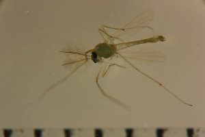  (Tanytarsus oscillans - NIESD0450)  @12 [ ] CreativeCommons - Attribution Non-Commercial Share-Alike (2015) Chironomid Group, NIES National Institute for Environmental Studies, Japan