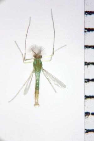  ( - NIESD0065)  @11 [ ] CreativeCommons - Attribution Non-Commercial Share-Alike (2015) Chironomid Group, NIES National Institute for Environmental Studies, Japan