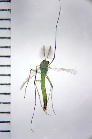  ( - NIESD0193)  @11 [ ] CreativeCommons - Attribution Non-Commercial Share-Alike (2015) Chironomid Group, NIES National Institute for Environmental Studies, Japan