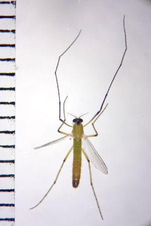  ( - NIESD0204)  @11 [ ] CreativeCommons - Attribution Non-Commercial Share-Alike (2015) Chironomid Group, NIES National Institute for Environmental Studies, Japan
