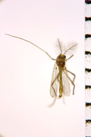  ( - NIESD0329)  @12 [ ] CreativeCommons - Attribution Non-Commercial Share-Alike (2015) Chironomid Group, NIES National Institute for Environmental Studies, Japan