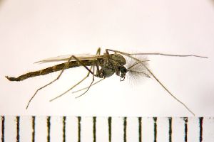  ( - NIESD0333)  @11 [ ] CreativeCommons - Attribution Non-Commercial Share-Alike (2015) Chironomid Group, NIES National Institute for Environmental Studies, Japan