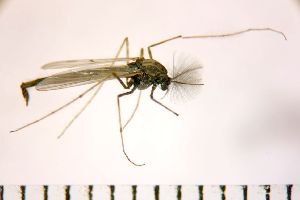  ( - NIESD0334)  @12 [ ] CreativeCommons - Attribution Non-Commercial Share-Alike (2015) Chironomid Group, NIES National Institute for Environmental Studies, Japan
